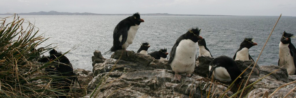 KIDNEY ISLAND, Falkland Islands, penguins